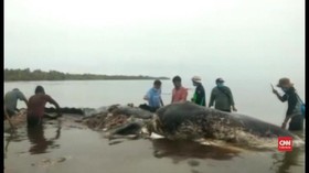 VIDEO: Paus Mati Terdampar di Wakatobi