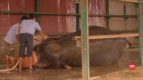 VIDEO: Rumah Sakit Khusus Gajah Dibangun di India