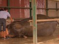 VIDEO: Rumah Sakit Khusus Gajah Dibangun di India