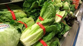 50 Warga AS dan Kanada Terinfeksi Bakteri dari Selada Romaine