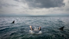 Turis AS Tewas Diterkam Hiu Saat Berenang di Hawaii