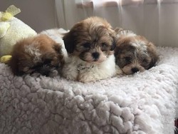 Baru Naik Pesawat, Puluhan Anak Anjing Malah Mati Dadakan