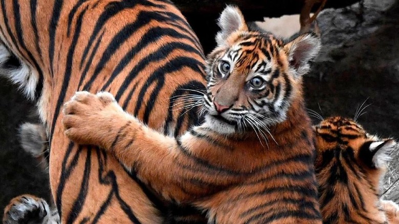 apa penyebab kelangkaan harimau sumatera 4 Bayi Harimau Sumatera Lahir di Jerman Tampil Perdana apa penyebab kelangkaan harimau sumatera 4 Bayi Harimau Sumatera Lahir di Jerman Tampil Perdana