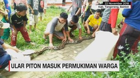 Ular Piton Masuk Permukiman Warga
