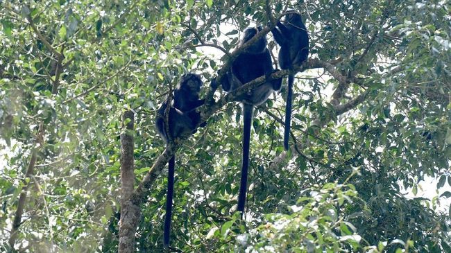 Kidung Saujana bersama rekan-rekannya di Aliansi Cagar Alam Jabar, menolak penurunan status Cagar Alam Kamojang menjadi Taman Wisata Alam.