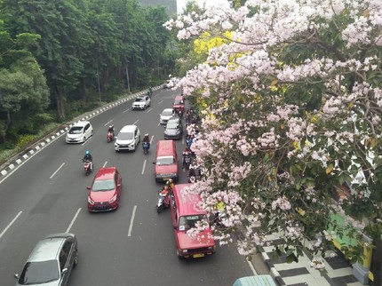 Ajak Si Kecil Nikmati Keindahan Tebebuya, Bunga Secantik Sakura