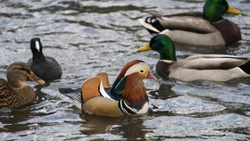 Seekor Bebek Mandarin Jadi Perbincangan di New York
