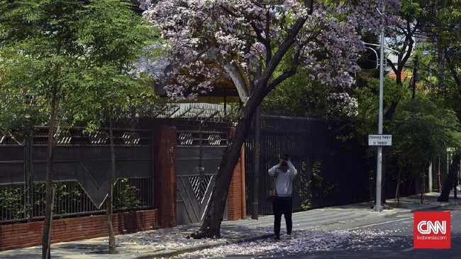 Setelah DPRD DKI mengkritik taman di Kebon Sirih rapuh dan 'diinjak kucing rusak', Dinas Kehutanan DKI mengaku akan mendatangkan Bunga Tabebuya.