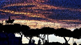NYALANG: Sepotong Senja di Lipatan Waktu