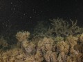 VIDEO: Upaya Australia Benahi Terumbu Karang
