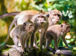 Ini Alasan Kenapa Monyet Menyerang Wisatawan di Alam Liar