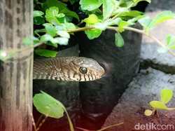 5 Cara Mengatasi Ular yang Masuk ke Lingkungan Rumah, Jangan Panik Ya!