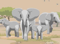 Tragis Lansia Tewas Diserang Gajah, Tubuh Hancur Terpisah-pisah