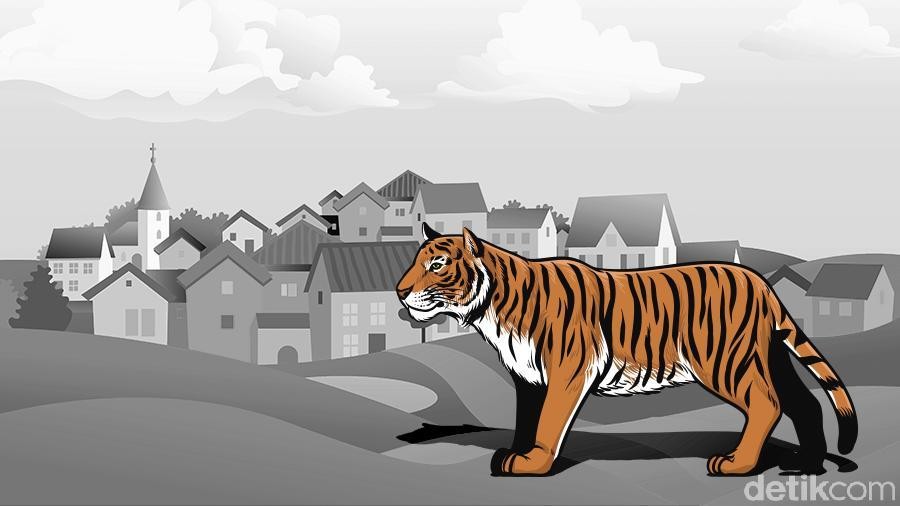 Ilustrasi harimau (Andhika-detikcom) Ilustrasi harimau (Andhika-detikcom)