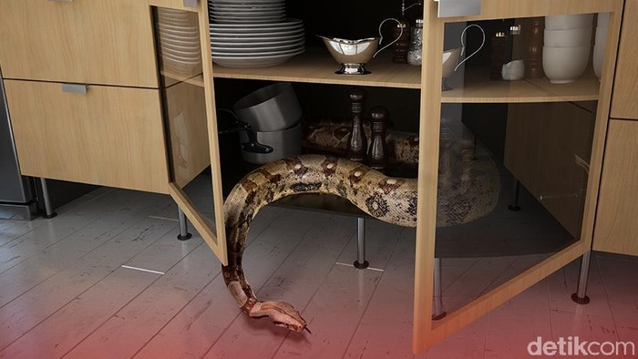 Musim Hujan Rawan Bikin Ular Bersarang di Rumah! Lakukan Hal Ini untuk Mencegahnya