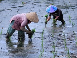 Upaya Mencegah Penyusutan Lahan Sawah di Indramayu