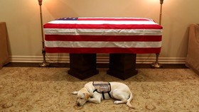 Sully, Anjing George HW Bush Setia Menjaga di Samping Peti