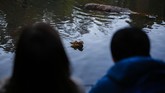FOTO: Kawanan Bebek Cantik di New York Kawanan Bebek Mandarin yang berada di Central Park, New York, Amerika Serikat, membuat banyak pihak merasa senang dan antusias.