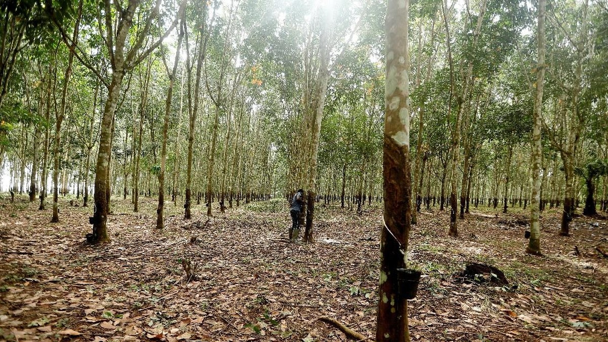 Soroti Karhutla, Ini Respons 9 Perusahaan Termasuk Emiten Haji Isam