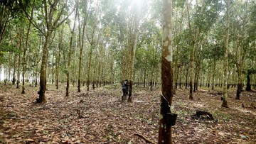 Emiten Grup Bakrie UNSP Akui Ada Potensi Hukum Akibat Karhutla