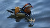 FOTO: Kawanan Bebek Cantik di New York Kawanan Bebek Mandarin yang berada di Central Park, New York, Amerika Serikat, membuat banyak pihak merasa senang dan antusias.
