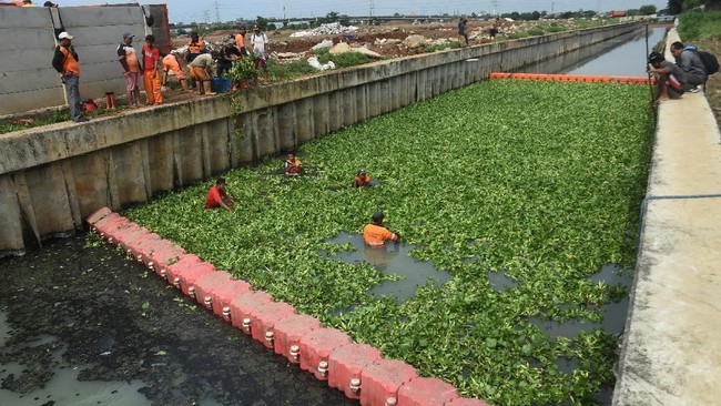 Penggunaan eceng gondok sebagai penjernih sungai disebut bisa memicu banjir dan membunuh fauna di sungai jika tak dikendalikan dengan baik.