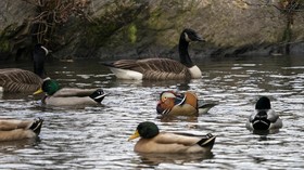 FOTO: Kawanan Bebek Cantik di New York