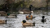 FOTO: Kawanan Bebek Cantik di New York Kawanan Bebek Mandarin yang berada di Central Park, New York, Amerika Serikat, membuat banyak pihak merasa senang dan antusias.