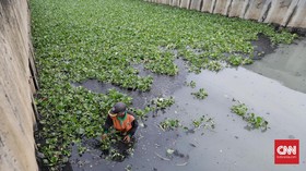 Pemkot Jakut Uji Coba Eceng Gondok untuk Bersihkan Air Sungai