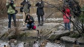 FOTO: Kawanan Bebek Cantik di New York Kawanan Bebek Mandarin yang berada di Central Park, New York, Amerika Serikat, membuat banyak pihak merasa senang dan antusias.