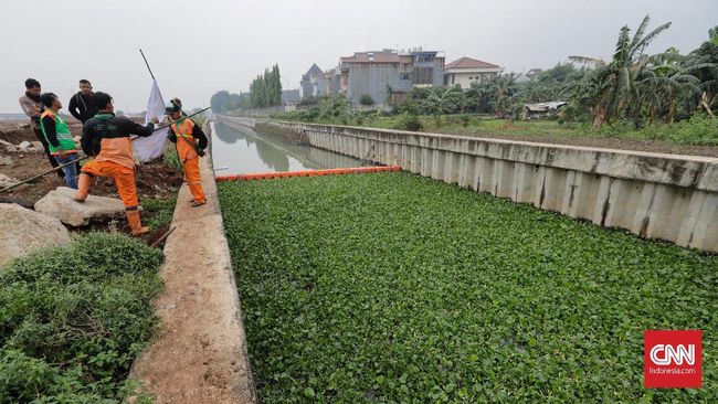 Alasan DKI Uji Coba Eceng Gondok untuk Jernihkan Air Sungai