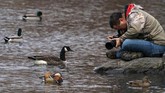 FOTO: Kawanan Bebek Cantik di New York Kawanan Bebek Mandarin yang berada di Central Park, New York, Amerika Serikat, membuat banyak pihak merasa senang dan antusias.