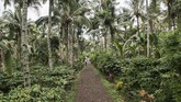 FOTO: Harumnya Aroma Kopi Banyuwangi Aroma wangi menyebar ke seluruh jalan di desa Gombengsari, Banyuwangi. Bunyi sangrai dan tumbukan biji kopi terdengar seperti lantunan nada.