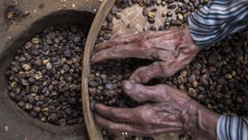 RI Akan Jajakan Sarang Burung Walet dan Kopi di China