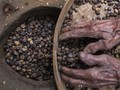 FOTO: Harumnya Aroma Kopi Banyuwangi