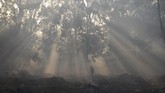 NYALANG: Tarian Kabut di Tengah Sunyi Dalam foto-foto unik pilihan CNNIndonesia.com pekan ini, ada kisah bayangan para imigran di Eropa dan AS, selimut kabut di China, dan cerita jelang natal.