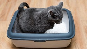 Pasir Kucing Bisa Usir Embun Pada Kaca Mobil