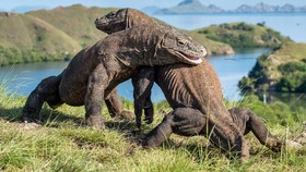 Polemik Taman Nasional Komodo Dikhawatirkan Bikin Lesu Wisata