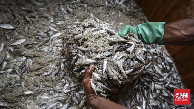 Meski dikenal sebagai lauk favorit orang-orang Indonesia, konsumsi berlebih ikan asin menimbulkan bahaya kesehatan.