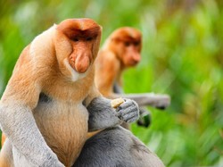 Bekantan, Si Hidung Besar dari Kalimantan