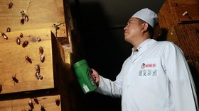 Kecoak Bakal Makin Susah Dibasmi
