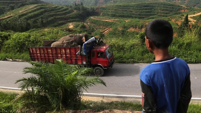 Para sopir dicegat lalu diminta mengganti pelat nomor menjadi BK (Sumatera Utara/Sumut) agar mereka dapat beroperasi di Sumut.