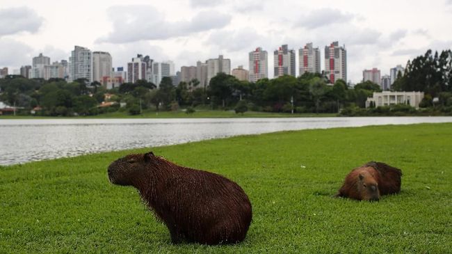 Sekitar 20 tahun yang lalu, Curitiba menjadi kota paling modern di Brasil. Kini eksistensinya terdesak oleh pembangunan daerah pinggiran.