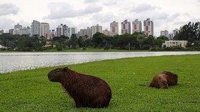 Curitiba, Kota Modern di Brasil yang Terancam 'Punah'