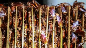 FOTO: Bisnis Kecoak Penghancur Limbah di China
