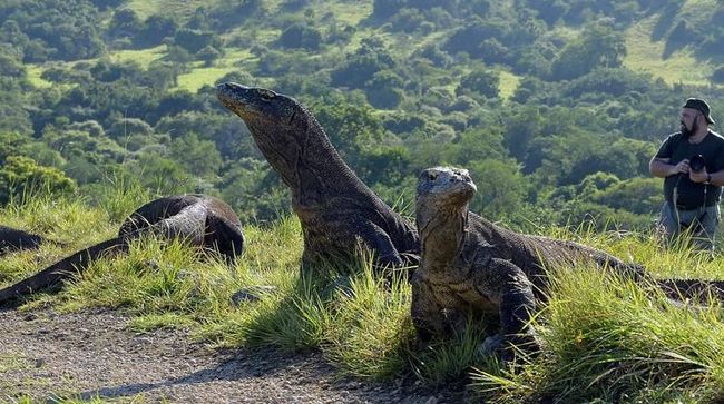 Gubernur Diminta Perbaiki Infrastruktur Pulau Komodo