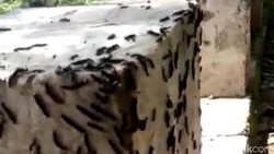 img-title Viral Pemotor Bawa Tongkat Dikira Anggota Klitih, Ternyata untuk Usir...