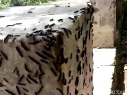 Viral Pemotor Bawa Tongkat Dikira Anggota Klitih, Ternyata untuk Usir...