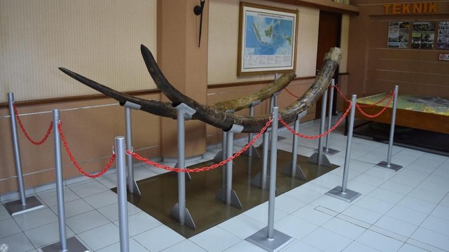 Tim Laboratorium Paleontologi Institut Teknologi Bandung (ITB) menemukan fosil sepasang gading Stegodon berusia 1,5 juta tahun.