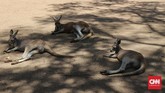 FOTO: 'Kantong-kantong' Turis di Queensland Tak kalah seru dengan Sydney atau Melbourne, Queensland juga memiliki banyak